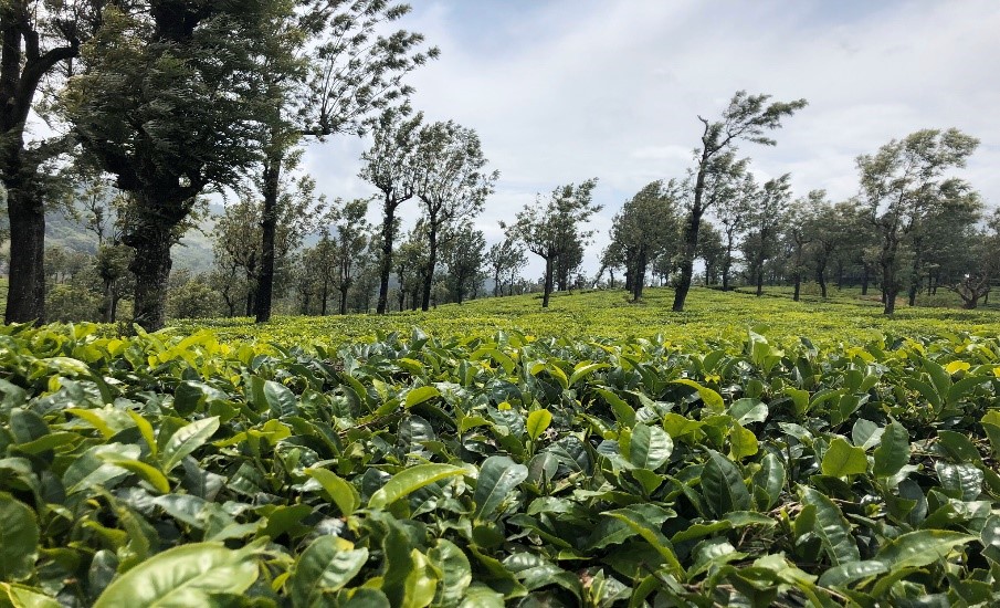 スリランカの茶園